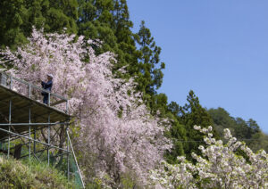 【大川村さくら祭】枝垂れ桜