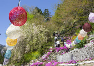 【大川村さくら祭】葉桜とお客さん