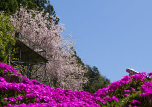 【大川村さくら祭】今年の見どころは満開のしばざくらと八重桜・枝垂れ桜