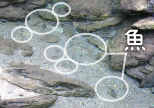 【沢歩きアクティビティ志遊美谷】魚
