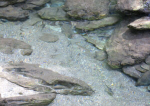【沢歩きアクティビティ志遊美谷】魚