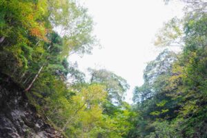 【紅葉速報】小金滝周辺の紅葉の具合（10月下旬）