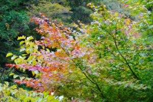 【紅葉速報】翁滝周辺の紅葉の具合（10月下旬）