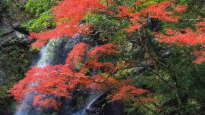 【紅葉速報】紅葉最盛期の翁滝