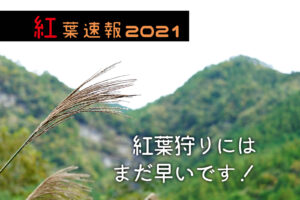 【紅葉速報】サムネイル