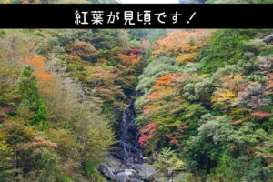 2021紅葉速報
