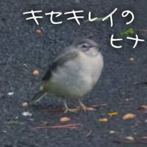 キセキレイ