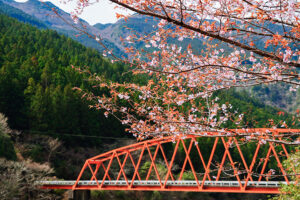 【春】桜と小金滝橋