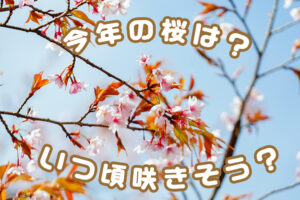 さくらの開花はいつから？