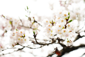 大川村の桜（3月末）