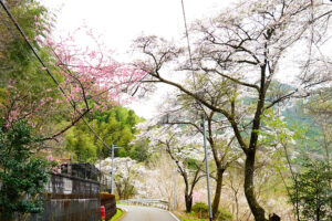 大川村の桜（3月末）