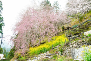 大川村の桜（3月末）さくら祭