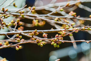 【さくら祭】開花前の桜のつぼみ