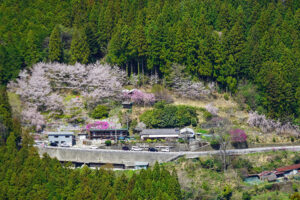 【2022さくら祭】