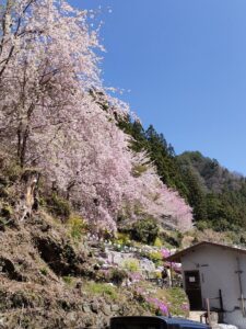 【2022さくら祭】
