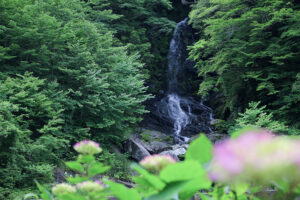翁滝のあじさい