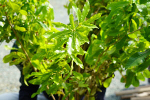 【どんぐり銀行】植樹祭