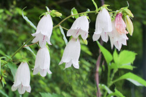 【６月の花】ホタルブクロ
