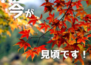 山々の紅葉2022
