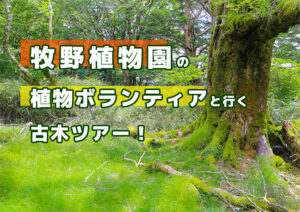 大座礼植物発見ツアー