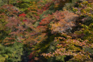 大北川の紅葉