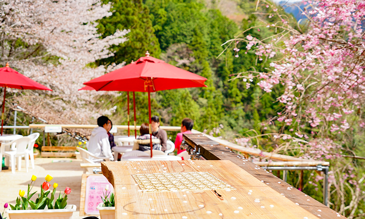 大川村さくら祭デッキ