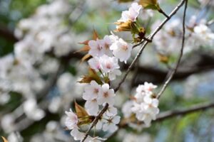 植樹祭ヤマザクラ