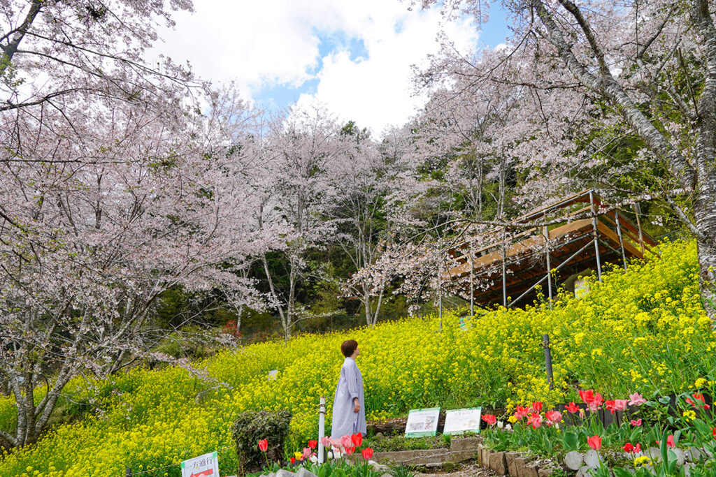 2026大川村さくら祭