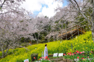 2026大川村さくら祭