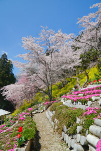 2026大川村さくら祭