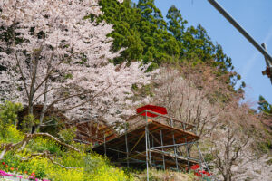 2026大川村さくら祭