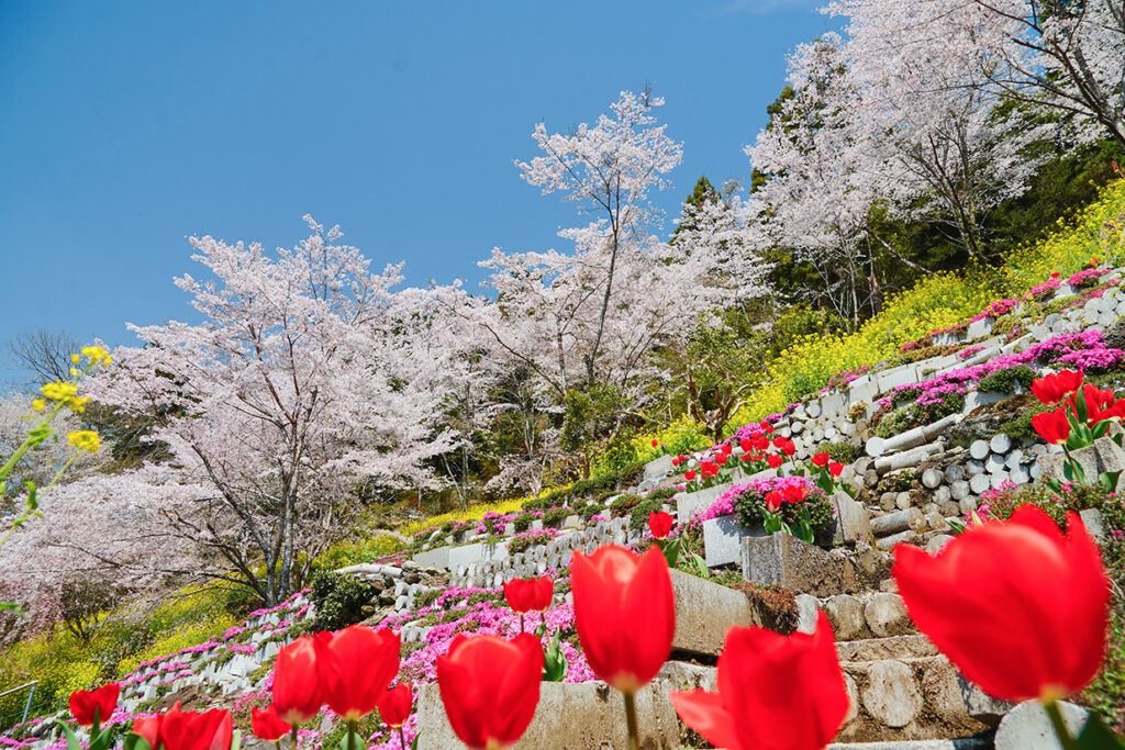 2026大川村さくら祭