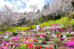 2026大川村さくら祭
